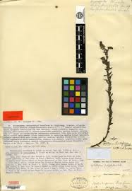 Image result for Euploca katangensis