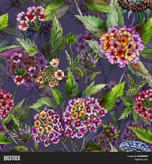 Beautiful Lantana Image Photo Free Trial Bigstock