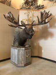 Atcheson Taxidermy Pictures Atcheson Taxidermy Moose Shoulder Mount Taxidermy Moose Moose Art