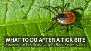 Image result for infected tick bite