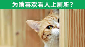 pin by 之最世界on 为什么 animals cats
