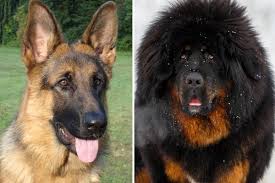 Tibetan Mastiff German Shepherd Mix Breed Facts And Traits In Depth Guide Anything German Shepherd