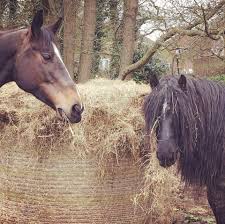 Profile for Shannon Benstead