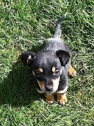 Chihuahua puppies for adoption chihuahua puppies adopt chihuahua for adoption chihuahua for.adoption chihuahua puppy for adoption in dubai chihuahua for adoptions adoptable chihuahua puppies adopt chihuahua near me chihuahua puppies adoption adoptable. Tango Chihuahua Puppy Female For Sale In Albany Oregon Classified Americanlisted Com