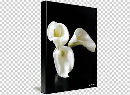 This romantic and ruffled flower comes in a. Art Kind Canvas Print Poster Calla Lily White Poster Flower Png Klipartz