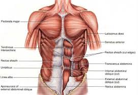 This is the active part of the musculoskeletal system, ensuring the functioning of its individual organs. Harmony Of Structure Function The Pecs Muscle Diagram Muscle Anatomy Male Chest