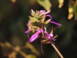 Image result for Streptocarpus montis-bingae