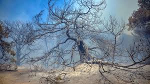 In der türkei ist ein schwerer waldbrand ausgebrochen. Waldbrand In Lara Beschadigte 1 Hektar Land