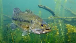 Age And Growth Of Largemouth Bass Fishinpedia