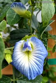 Image result for Clitoria ternatea