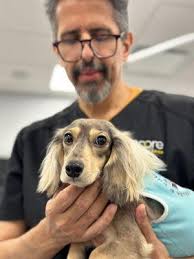 Barbara Eisner, DVM, 233 Berry St, Brooklyn, NY 11249, US