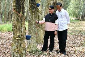 Jika foto di kebun teh sudah umum dilakukan, maka cobalah berfoto di kebun karet. Malam Minggu Jokowi Posting Foto Romantis Bersama Iriana Kabar24 Bisnis Com