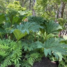 Image result for Gunnera