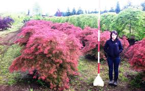 Check spelling or type a new query. Acer Palmatum Dissectum Baldsmith Jaycee Newman Inc