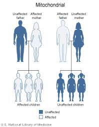 Leber's hereditary optic neuropathy (lhon) is a mitochondrially inherited (transmitted from mother to offspring) degeneration of retinal ganglion cells (rgcs) and their axons that leads to an acute or subacute loss of central vision; Neuropatia Optica Hereditaria De Leber Wikipedia La Enciclopedia Libre