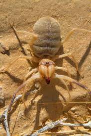 At least that is the picture of the smaller camel spider below is what you can expect. Huntsman Goliath Birdeaters And Camel Spiders What Are The World S Five Biggest Arachnids