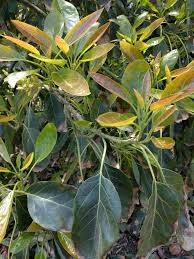 Almost evergreen, being shed briefly in dry seasons at. Avocado Leaves Turning Brown Here S Why And What To Do Greg Alder S Yard Posts Southern California Food Gardening
