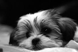 Black And White Maltese Shih Tzu Puppy Shitzu Maltese Mix Puppy By Ryan Houston Maltese Puppy Shitzu Maltese Shih Tzu