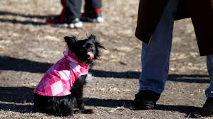 They swim fast and catch food in the sea. As Temperatures Drop In Dallas Fort Worth How Cold Is Too Cold For Dogs To Be Outside