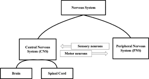 Damage to the brain can be caused by many things, for example, trauma and als. Cns And Pns Chart The Future