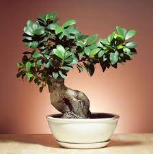 Different Types Of Indoor Bonsai Trees Bonsai Tree Types Indoor Bonsai Tree Bonsai Tree Care