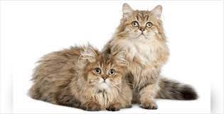 Find out in our extensive guide. Top 10 Long Haired Cat Breeds Holidogtimes