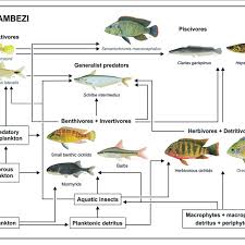 Processed foods contain fats, sugars and chemicals. Conceptual Diagram Of The Food Web In Lake Liambezi Illustrating The Download Scientific Diagram