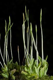 Image result for Ophioglossum reticulatum