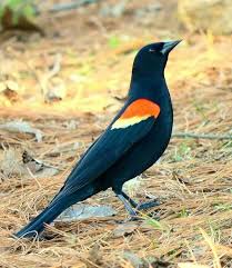 Black Birds In California Red Winged Black Bird Black Bird Beautiful Birds Nature Pictures