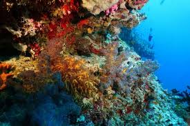 Dieser pinnwand folgen 107 nutzer auf pinterest. Super Tolle Bilder Von Unserem Gast Mario Werner Lau Diving Centers