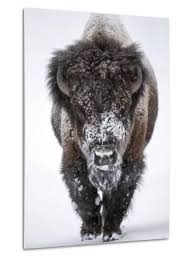 Portrait Of An Snow Dusted American Bison Bison Bison Metal Print Robbie George Allposters Com American Bison Buffalo Animal Bison Art