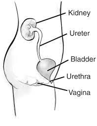Maybe you would like to learn more about one of these? The Female Urinary Tract Labels Point To The Kidney Ureter Bladder Urethra And Vagina Media Asset Niddk