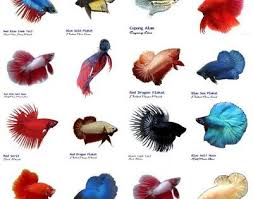 Cupang Is Solid Color Saungjiwa Blog Betta Aquarium Betta Fish Types Tropical Fish Aquarium