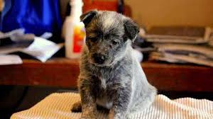 Used to kids, dogs, cats, horses and cattle Australian Stumpy Tail Cattle Dog Price Temperament Life Span
