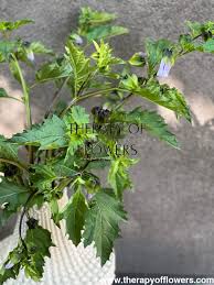 Image result for Nicandra physalodes