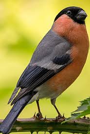 pin by laura calderon on birds owls swans and eagles bird pictures colorful birds pretty birds