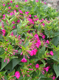 Image result for Mirabilis jalapa