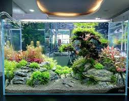 Schoner Aquascape Frischwasserbehalter Aquascapefrischwasserbehalter Schoner Fish Tank Terrarium Freshwater Aquarium Plants Tropical Fish Tanks