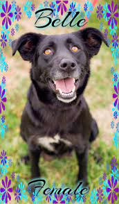 Adopt Bluebelle On Petfinder Dog Adoption Black Labrador Retriever Labrador Retriever Mix