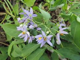 Image result for Solanum seaforthianum
