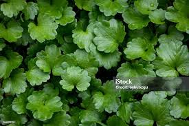 Image result for Hydrocotyle sibthorpioides