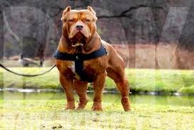 Pin On Pitbulls