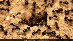 The substance poisons the ants inside out as well as. 5 Natural Ant Repellents That Will Surely Help You Get Rid Of Ants Ndtv Food