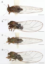 House fly females did not lay eggs on. Trioza Turouguei Sp Nov Hemiptera Psylloidea Triozidae A New Psyllid Species From Taiwan Inducing Pea Shaped Stem Galls On Cinnamomum Osmophloeum Lauraceae With Notes On Its Galling Biology
