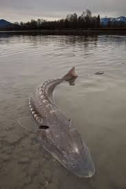 These Primitive Fish Are Cooler Than You Think Sturgeon Sturgeon Fish Australian Fauna