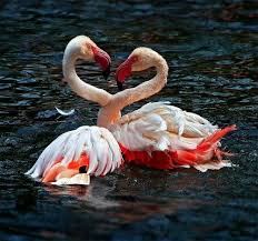 30 lovely examples of flamingo picture naldz graphics animals beautiful flamingo pet birds