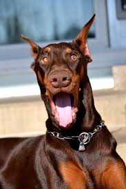 We hope you love him as much as we do! New Red Doberman Pinscher Puppy Duw Page 3