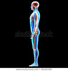 Five vital organs that are essential for survival are the brain, heart, kidneys, liver, and lungs. Male Torso With Muscles And Organs Back View Stock Photo C Life Science 922207 Stockfresh