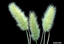 Image result for Polypogon