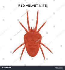 Image result for Trombicula autumnalis